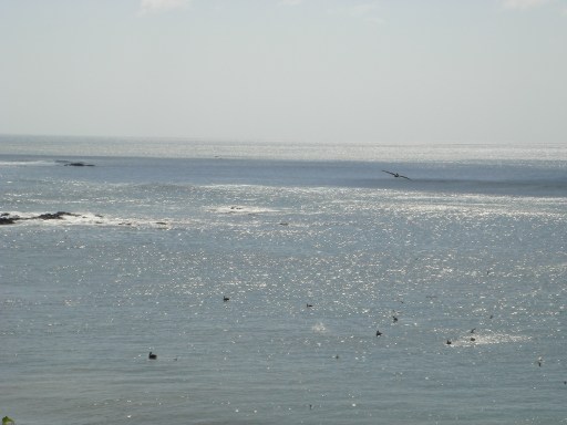 mar y pequeñas aves