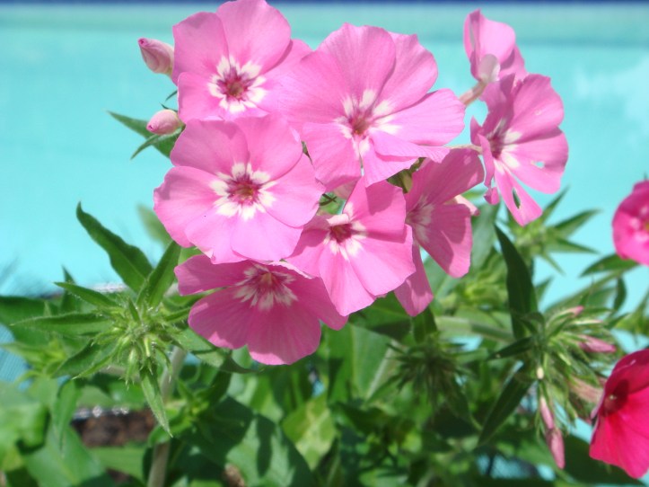 flores rosa en mata, fondo celeste