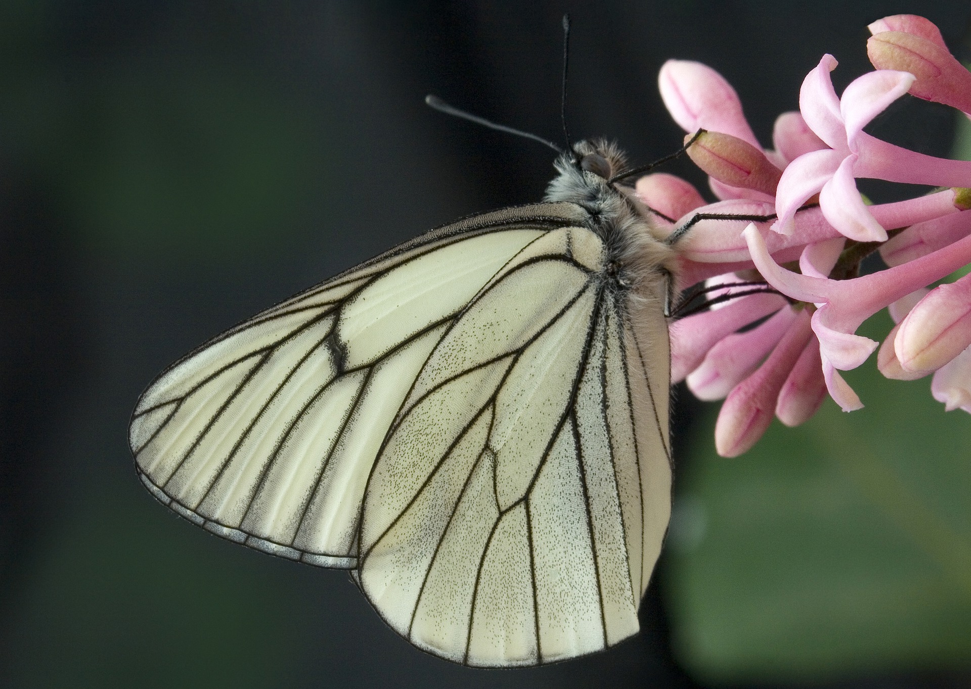 black-veined-white-4336159_1920